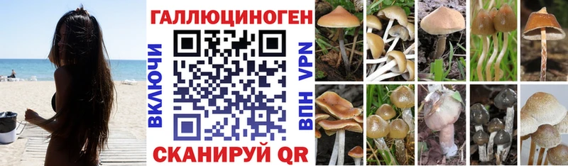 дарнет шоп  Чаплыгин  Псилоцибиновые грибы GOLDEN TEACHER 